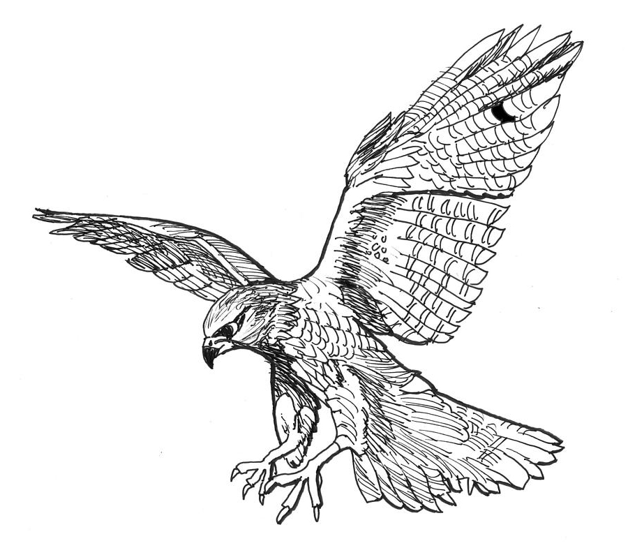 falcon-david-burkart